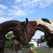 Dansk Varmblod Roci Enemærke