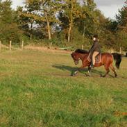 New Forest Domino