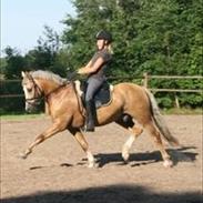 Welsh Cob (sec D) Åvangs Bounty A-pony