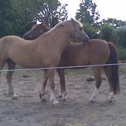 Welsh Cob (sec D) Åvangs Bounty A-pony