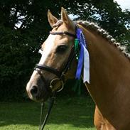 Welsh Cob (sec D) Åvangs Bounty A-pony