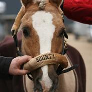Welsh Cob (sec D) Åvangs Bounty A-pony
