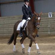 Dansk Varmblod Risbrogårds Romeo *R.I.P*