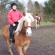 Haflinger starut