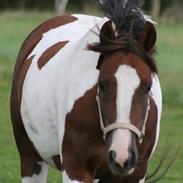 Pinto Dunjah My made