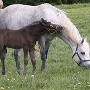 Connemara Bakkedals Bounty 
