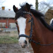 Anden særlig race Popeye B-PONY