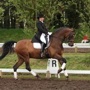 Trakehner Verdi (Solgt) -