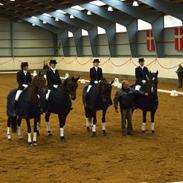 Trakehner Verdi (Solgt) -