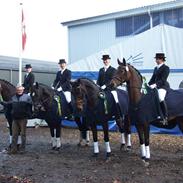 Trakehner Verdi (Solgt) -