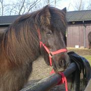 Islænder Frígg fra Porsedam