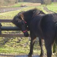 Islænder Frígg fra Porsedam