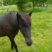 Islænder Frígg fra Porsedam