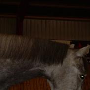 Anglo Araber (AA) Llittel light