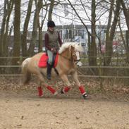 Haflinger Gallon - SOLGT