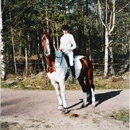 Hollandsk Varmblod Lind's Lester