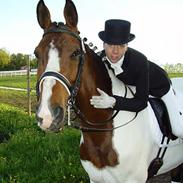 Hollandsk Varmblod Lind's Lester