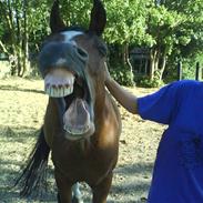 Arabisk fuldblod (OX) Amall