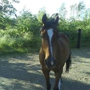 Arabisk fuldblod (OX) Amall