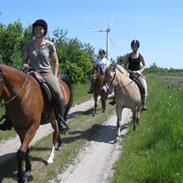 Arabisk fuldblod (OX) Amall