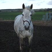 Dansk Varmblod Interezze