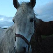 Dansk Varmblod Interezze