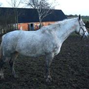 Dansk Varmblod Interezze