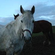 Dansk Varmblod Interezze