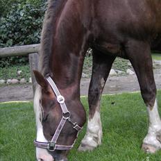Welsh Cob (sec D) thers naughty nudzy