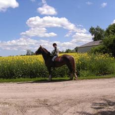 Welsh Cob (sec D) thers naughty nudzy