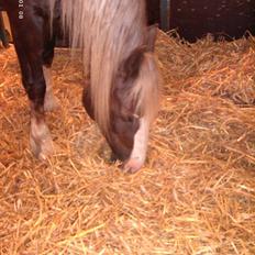 Welsh Cob (sec D) thers naughty nudzy