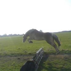 Haflinger  <3 Nico <3