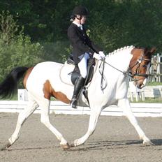 Pinto Oprah Winfrey B-pony "SOLGT"