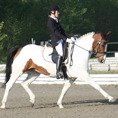 Pinto Oprah Winfrey B-pony "SOLGT"