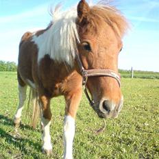 Shetlænder .. gry!;D