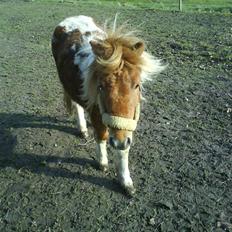 Shetlænder .. gry!;D