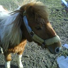 Shetlænder .. gry!;D