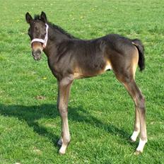 DSP Kuli's Heart Of Gold