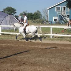 Connemara Dizett - Solgt!