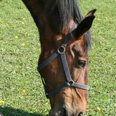 Oldenborg tanja Nyholm