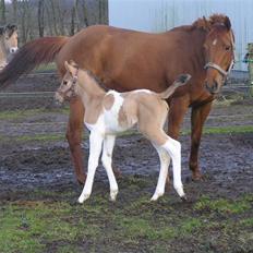 Pinto Østermarkens Adrienne
