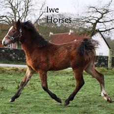 Welsh Partbred (Sec F) Holmlunds Lord Colwyn 