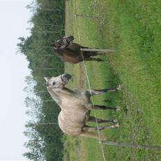 Anden særlig race Diego