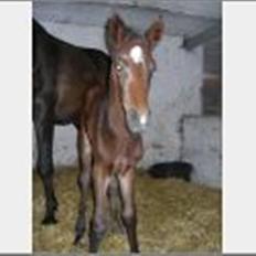 Dansk Varmblod Ramira