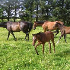 Dansk Varmblod Ramira