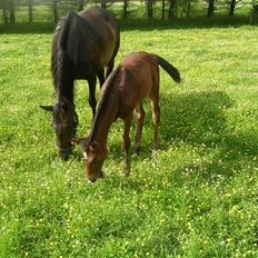 Dansk Varmblod Ramira