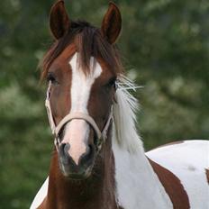 Pinto Dunjah My made