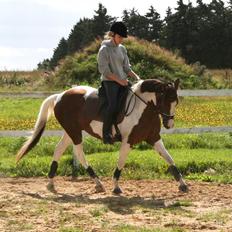 Pinto Dunjah My made