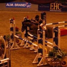 New Forest Mankehøjs Kaval