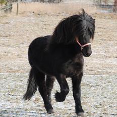 Islænder Djarfur fra Ankerly